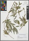 Foto von Salix alba L.